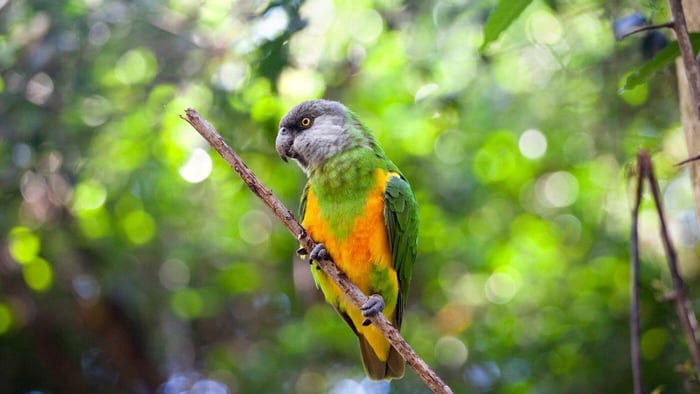 Senegal Parrot Outside