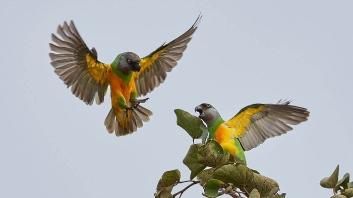 Senegal Parrots