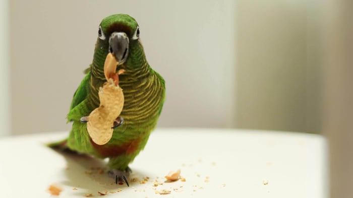 Should Parrots Eat Peanuts