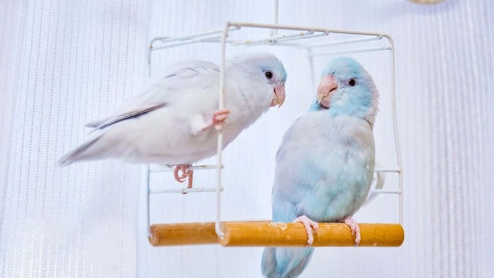 Couple of Parrotlets on a Swing