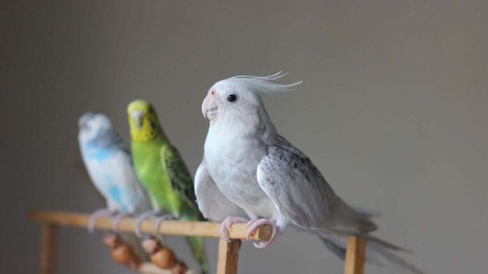 Why Choose a Small Pet Bird That Talks?