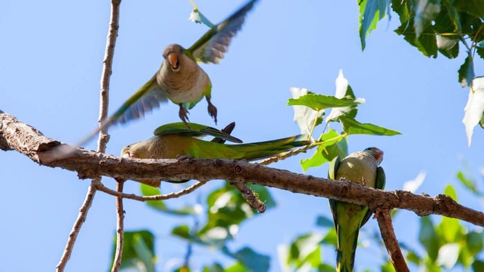 Monk Parakeets