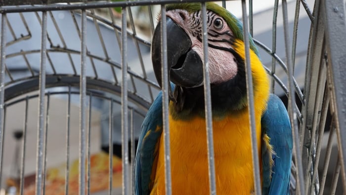 Macaw Parrot in cage