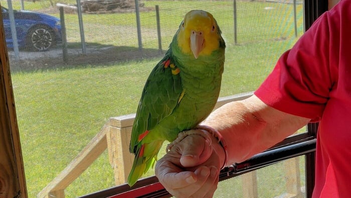 Amazon parrot on owner's hand