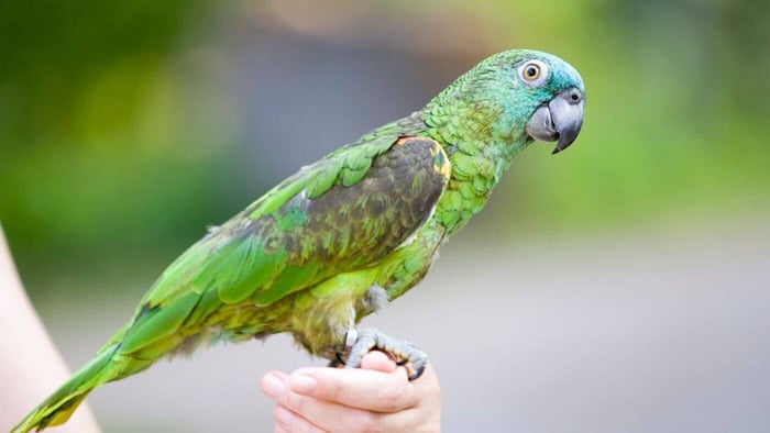 Helping a Stressed Parrot