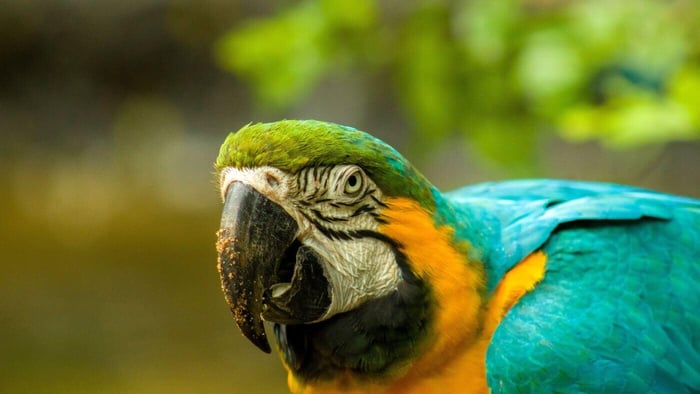 Blue and Gold Macaw
