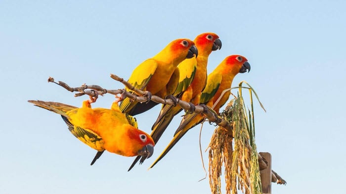 A Group of Sun Conures
