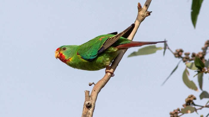 The Swift Parrot (Lathamus discolor)