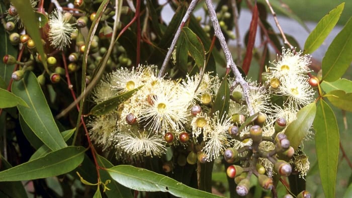 Tasmanian Blue Gum (Eucalyptus globulus)