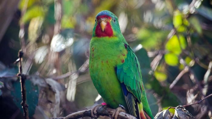 The Swift Parrot (Lathamus discolor)