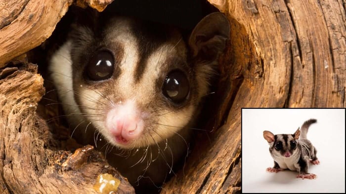 Sugar Gliders use tree hollows themselves and can prey on nesting Swift Parrots, including eggs, chicks and adults.