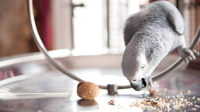 African Grey Parrot Eating Walnut