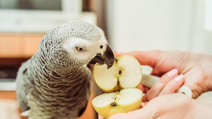 African Grey Parrot Eating Apples