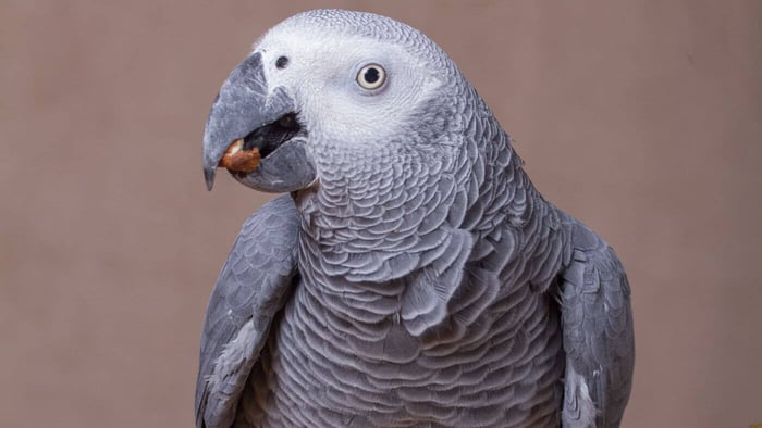 African Grey Parrot Eating Almond