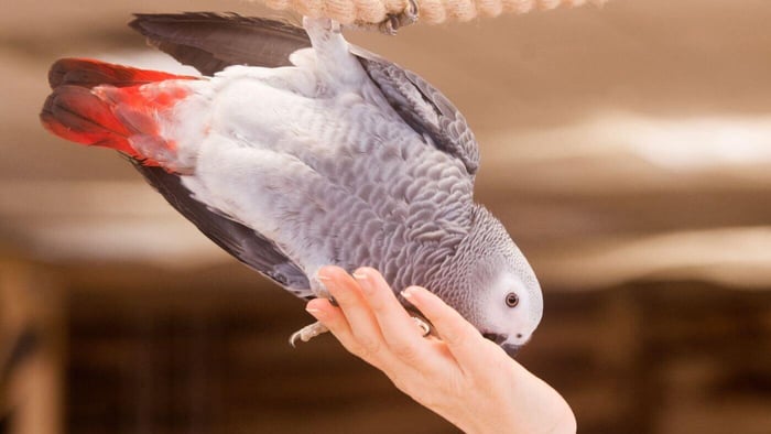 Feeding Nuts to African Grey