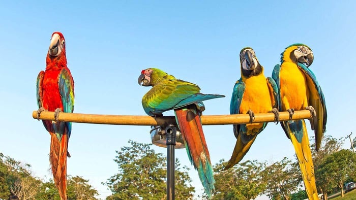 Macaw Parrots Training