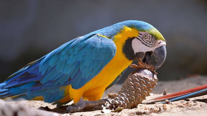 Macaw Playing with a Pine