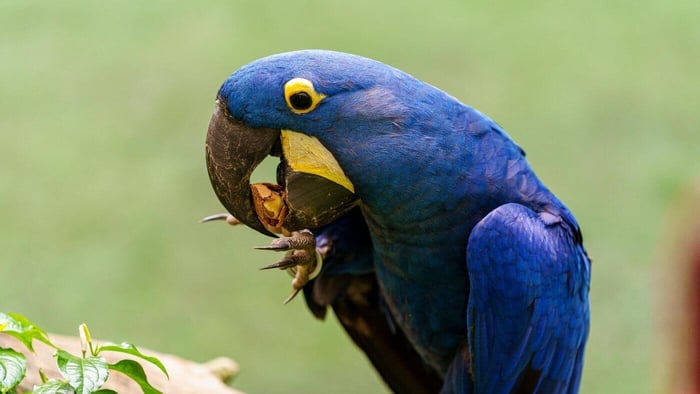 Macaw Eating Shelled Nut