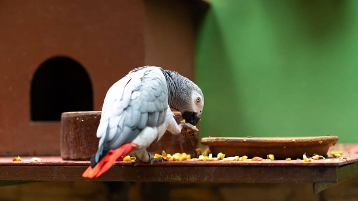 African Grey Parrot Eating Seeds