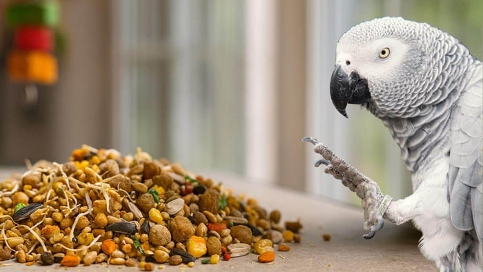 African Grey Balanced Meal with Pellets and sprouts