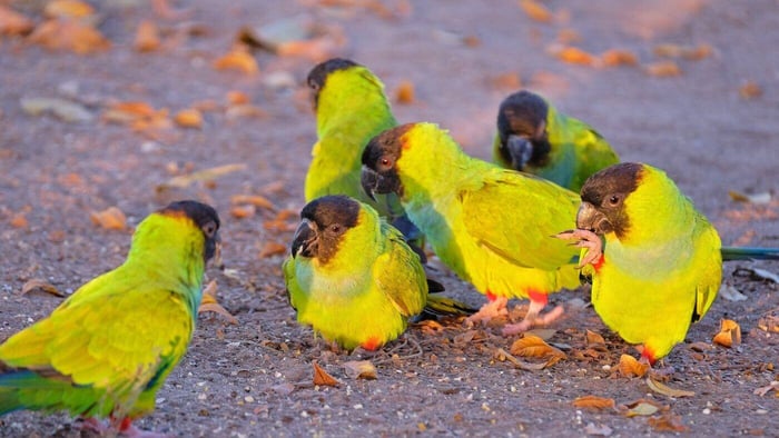 Nanday Conure