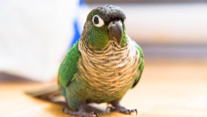 Green Cheeked Conure