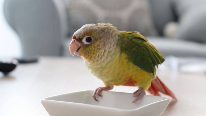 Pineapple Conure