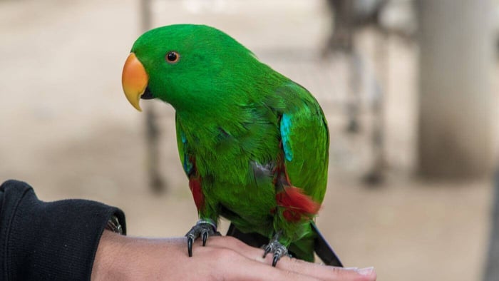 Handling an Eclectus Parrot