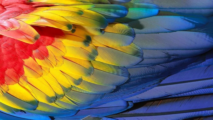 Beautiful Parrot Wing