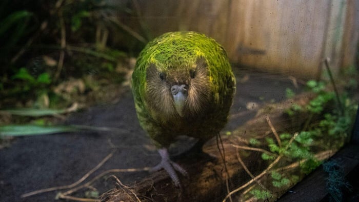Kakapo Parrot