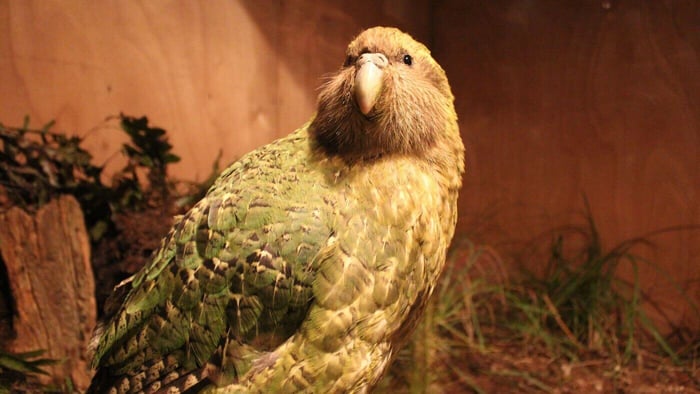 Night Parrot's Return