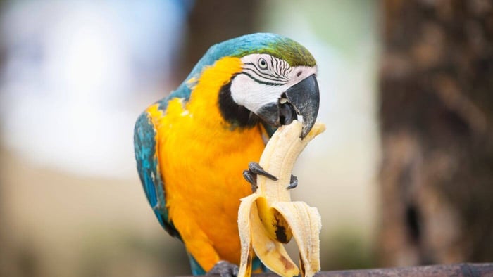 Macaw Eating Banana