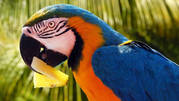 Macaw Eating Pineapple
