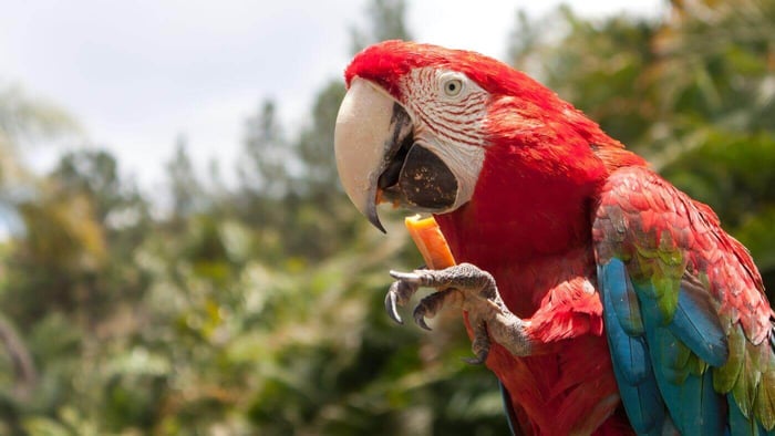 Macaw Eating Fruit