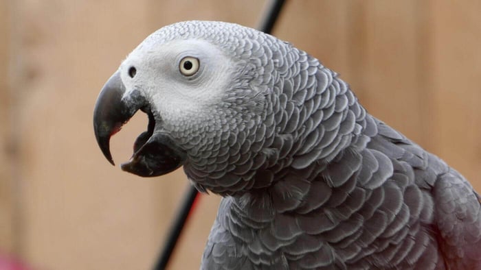 African Grey Parrot
