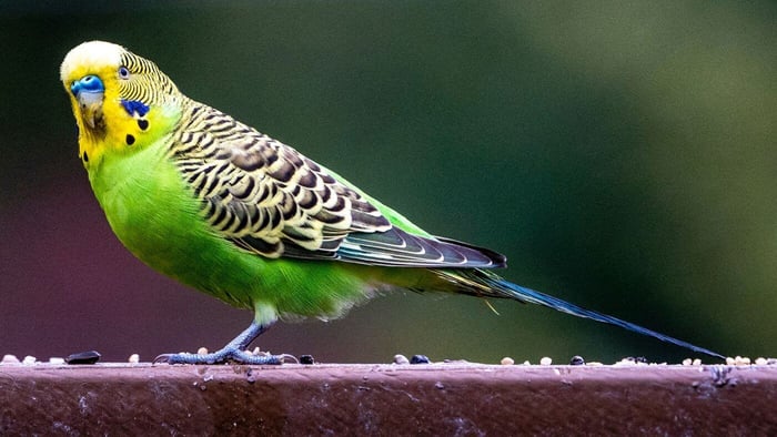 Budgie