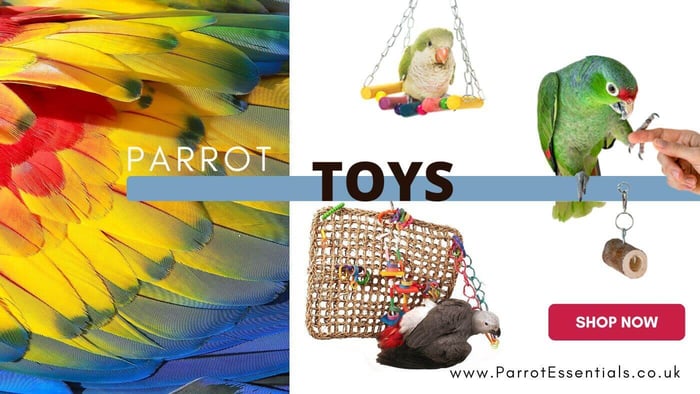 Wide Variety of Parrot Toys Available at Parrot Essentials
