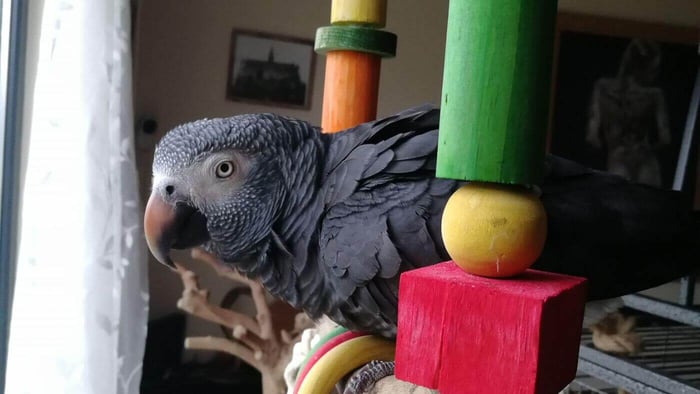Toys for Parrots