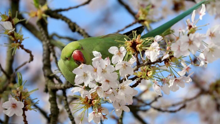 Parakeet Eating Flowers