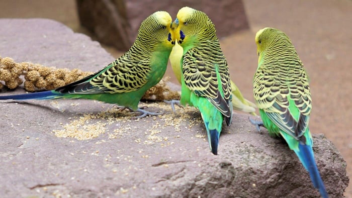 Budgies Eating Millet
