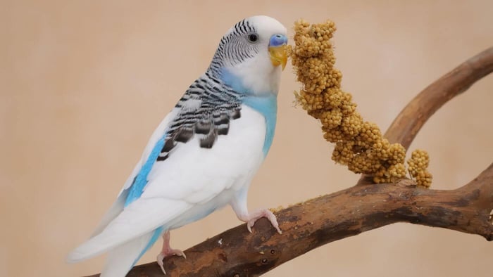 Budgie Eating Millet - Treats for Parakeets