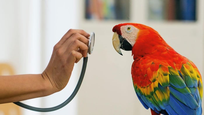 Scarlet Macaw at the Vet