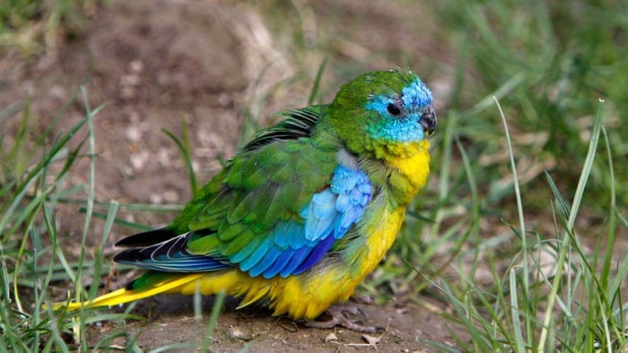 Turquoise Parrot (Neophema pulchella)