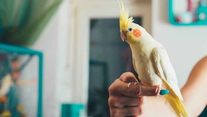 Cockatiel Training