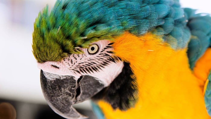 Macaw Eyes pinning or flashing