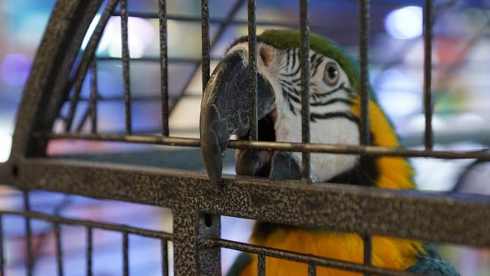 Parrot Behaviour