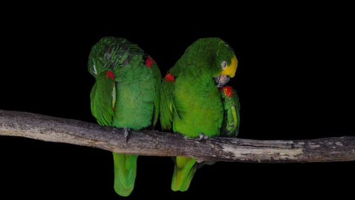 Amazon Parrots Perching on one or two feet