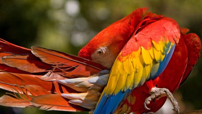Macaw Preening its Feathers