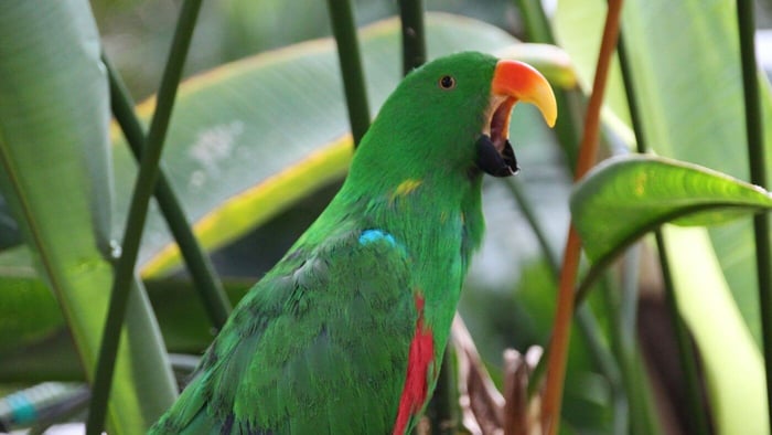 Male Eclectus parrot vocalising with its beak open among tropical foliage, illustrating parrot screaming behaviour and potential causes of nighttime vocalisations.