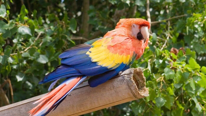 Macaw Tail wagging